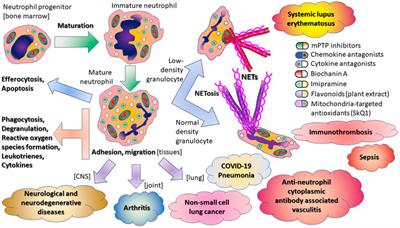 Editorial: Pharmacological Approaches Targeting Neutrophilic Inflammation